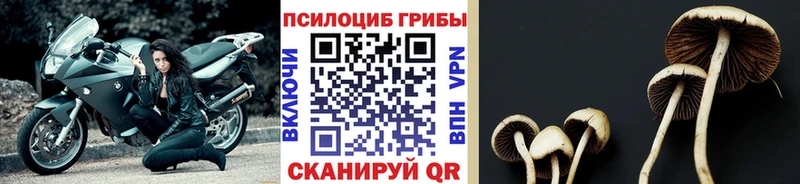 Галлюциногенные грибы Psilocybine cubensis  Ковдор 